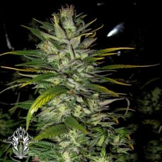 Holy Smoke Seeds Pineapple Funk