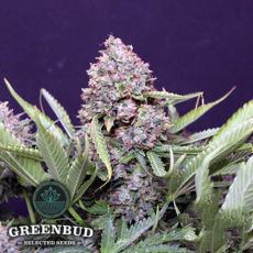 Greenbud Seeds Polar Express AUTO