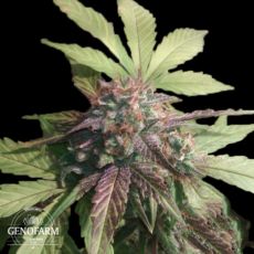Genofarm Seeds Purple Kush