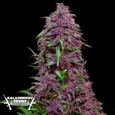 Kalashnikov Seeds Purple Mazar AUTO