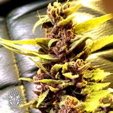 Holy Smoke Seeds Purple Soda OG