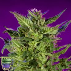 GrandDaddy Purple Seeds Purple Valley OG