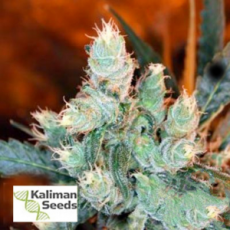 Kaliman Seeds Rockster's Cheese