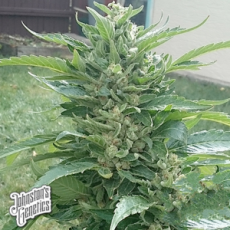 Johnston's Genetics Seeds Rocky Mountain Sweet Kush