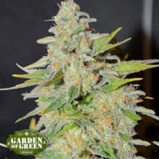 Garden of Green Seeds S.A.S