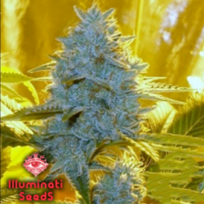 Illuminati Seeds Santa Muerte