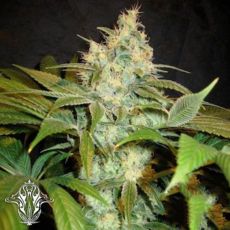 Holy Smoke Seeds Sour BlackBerry Diesel