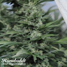 Humboldt Seed Organization Sour Diesel #2