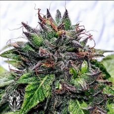 Holy Smoke Seeds Special Needs