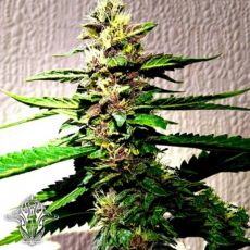 Holy Smoke Seeds Strawberry Diesel Dojo