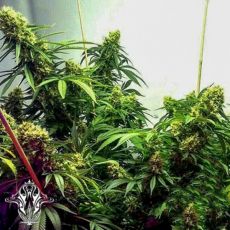 Holy Smoke Seeds Strawberry Diesel