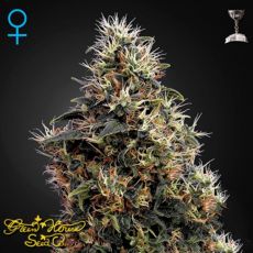 Green House Seeds Sweet Mango AUTO