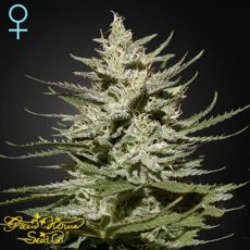 Green House Seeds The Church CBD