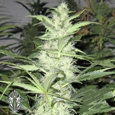 Holy Smoke Seeds ThunderBud