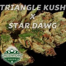 Greenpoint Seeds Tombstone