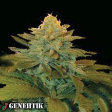 Genehtik Seeds Txees Bilbo