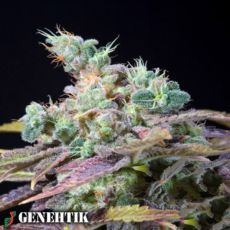 Genehtik Seeds Txomango