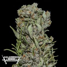Kalashnikov Seeds White Critical Express