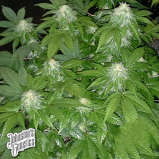 Johnston's Genetics Seeds Zion's Cure