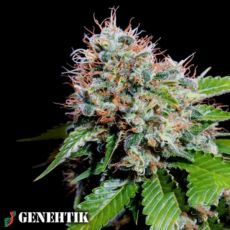 Genehtik Seeds Zuri Widow