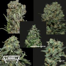 Kalashnikov Seeds Express Mix