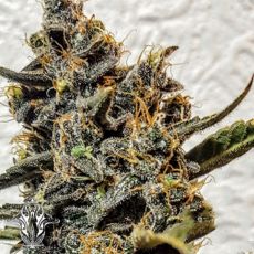 Holy Smoke Seeds Strawberry Bubba Diesel
