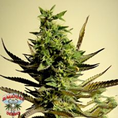 Hazeman Seeds Goldfish