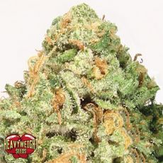 Heavyweight Seeds Fruit Punch