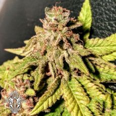 Holy Smoke Seeds Mint Chocolate Banana's