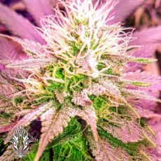 Holy Smoke Seeds Sex Wax