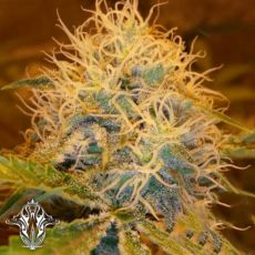 Holy Smoke Seeds Tre Banana Dawg