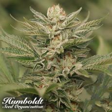 Humboldt Seed Organization Sapphire Scout
