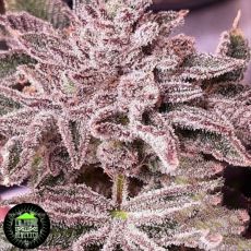 In House Genetics Slurrup