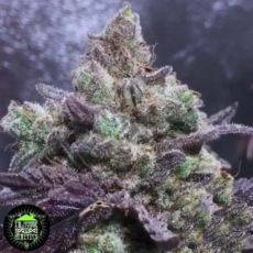 In House Genetics Electric Punch