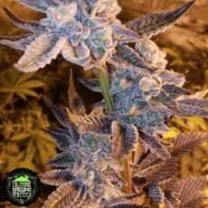 In House Genetics Grape Marmalade