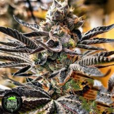 In House Genetics Grapes Of Wrath