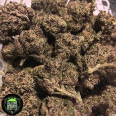 In House Genetics Platinum Gelato