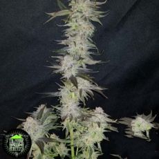 In House Genetics Sour Punch