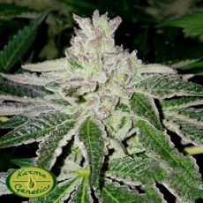 Karma Genetics Limited Seeds Orange Headstash