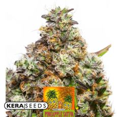Kera Seeds Pineapple Sativa AUTO