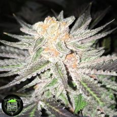 In House Genetics Black Cherry Breath