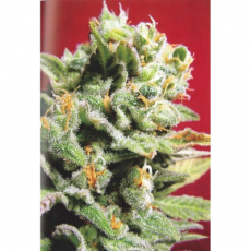 KC Brains Lemon Sputnik AUTO