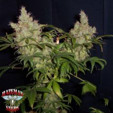 Hazeman Seeds Cocoa Puffs