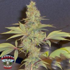 Hazeman Seeds Strawberry Cough