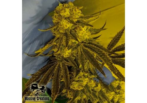 Massive Creations Seeds God Lemon