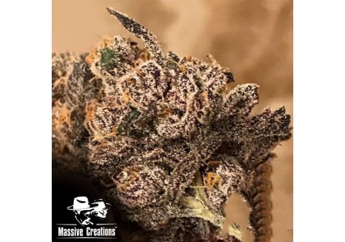 Massive Creations Seeds Muffin Limburger