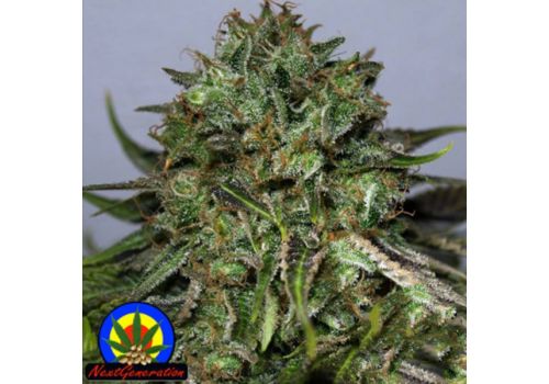 Next Generation Seeds BC Blueberry OG