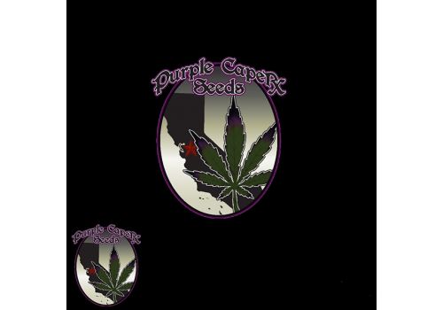 Purple Caper Seeds Assorted Chocolates Bonus Promo Pack