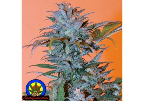 Next Generation Seeds BC Golden Skunk