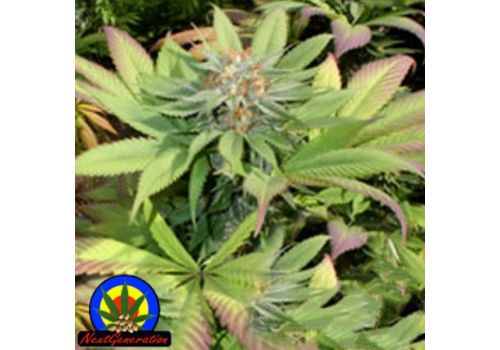 Next Generation Seeds Blueberry Punch